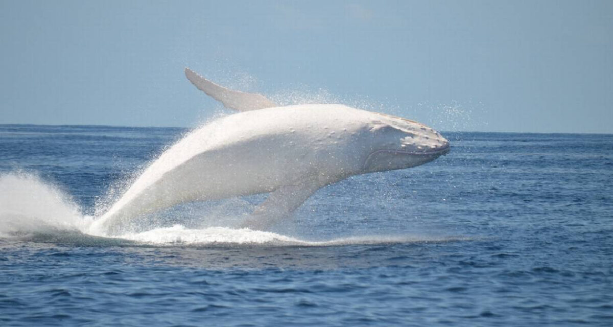 Esta mítica ballena apareció en la costa este de Australia después de años ¡Es muy hermosa!