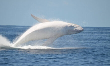 Esta mítica ballena apareció en la costa este de Australia después de años ¡Es muy hermosa!