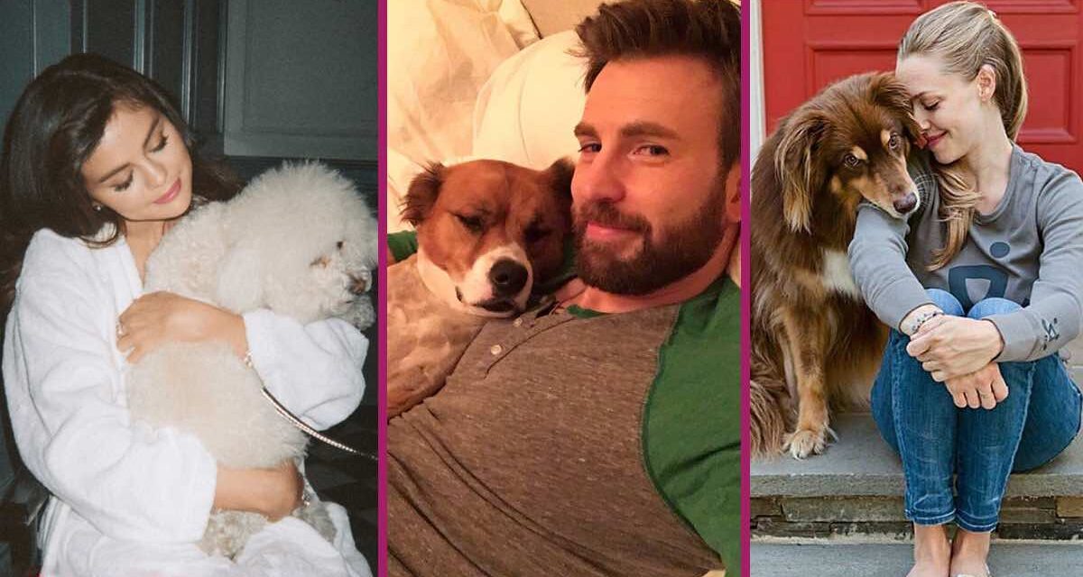 25 adorables fotos de los famosos y sus amados perros. ¡Son sus mejores amigos!
