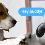 EZVIZ: Las cámaras que hacen sentir acompañadas a tus mascotas cuando sales