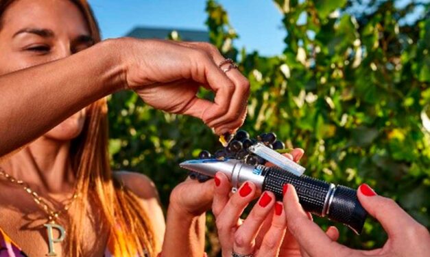 Vendimia 2024 en Casa Valle Viñamar: un evento gratuito para los amantes del vino